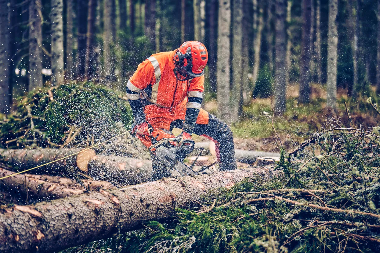 Husqvarna 560 XP® Mark II